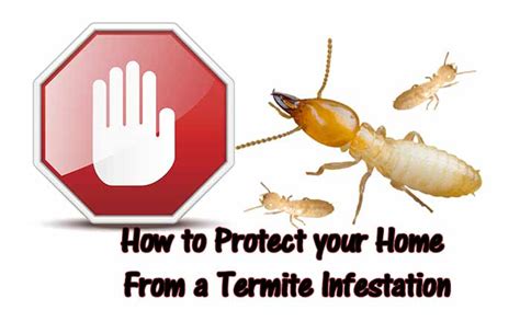 How To Prevent Termites Tips To Protect Your Home Pestbugs