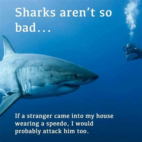 Always Remember This Sharks Funny Misunderstood Shark Funny Pictures