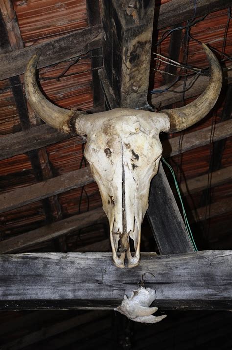 Bull Skull Head Free Photo Download Freeimages