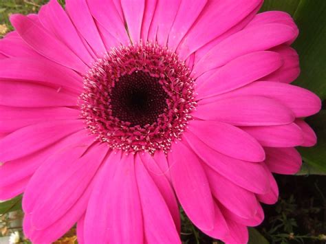 Gerbera Daisy Flower I Bought Myself A Hot Pink Gerbera Da Flickr