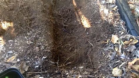 Trench Composting Gardening Alchemy Gardening Latest