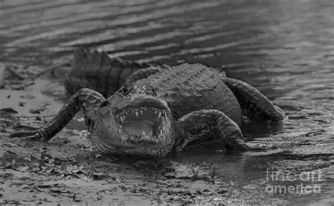 Alligator Black And White Photograph By Zina Stromberg Fine Art America