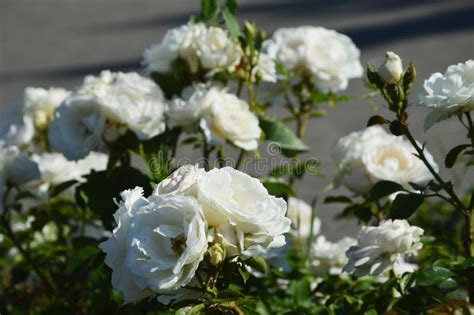 The White Rose Blooms With Many Beautiful Flowers Natural Background