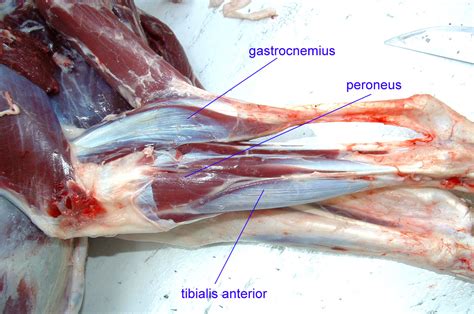 The adductor muscles pull the legs together. Untitled Document bio.sunyorange.edu
