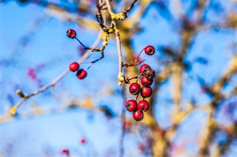무료 이미지 나무 자연 분기 꽃 겨울 식물 사진술 과일 말린 씨앗 잎 서리 식품 봄 빨간 생기게