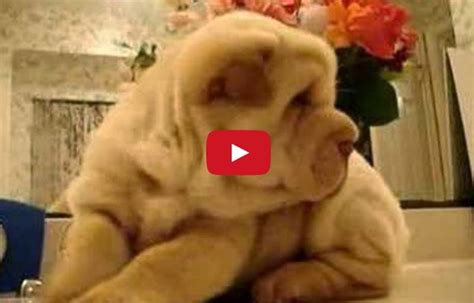 Shar Pei Puppy Baby Your Heart Will Melt To Pieces Must Watch Video