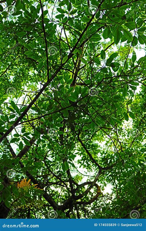 Upper View Of Natural Forest Around Beautiful Trees And Sky Stock Image