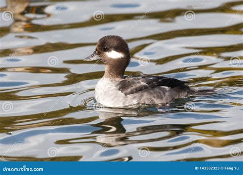 Female Bufflehead Duck Stock Image Image Of Nature 143382323