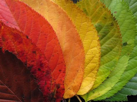 What Are The Causes Of Fall Colors In Leaves Patricia Sinclairs