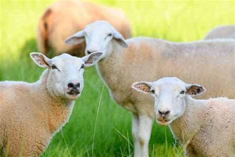 Flock Of Sheep In The Pasture Of A Farm Looking Ahead Stock Image
