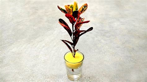 How To Grow Croton Plants In Water Colourful Crotons