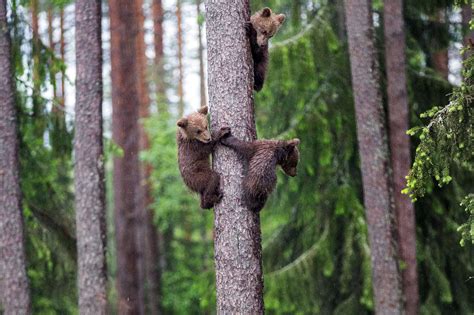 Three Little Bears Climb Tree In Impossibly Cute Photos