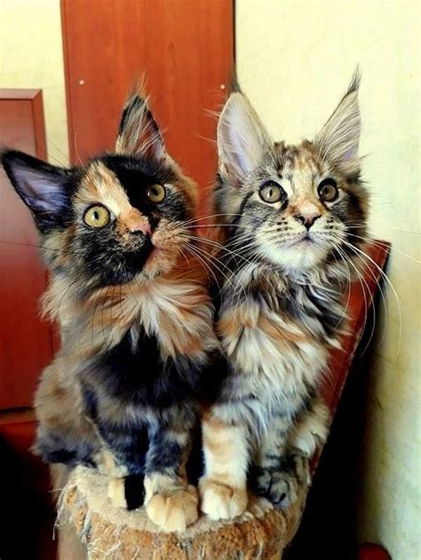 22 Of The Fluffiest Maine Coon Kittens Ever Cuteness