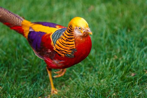 Top 10 Des Animaux Les Plus Colorés De La Planète