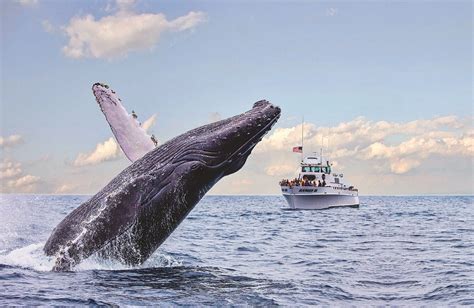 Whale Watching Season Is Here Channel Islands Harbor