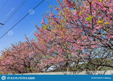 Sunny View Of Cherry Blossom In Yangmingshan National Park Stock Photo