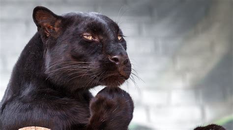Big Cat Black Panther In Blur Wall Background Hd Black Panther