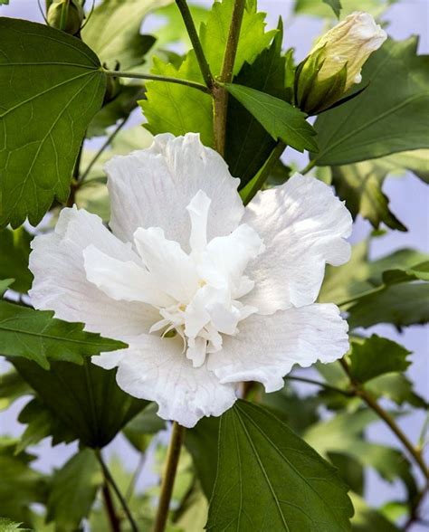 White Pillar Hibiscus 4 Pot Rose Of Sharon Proven Winners