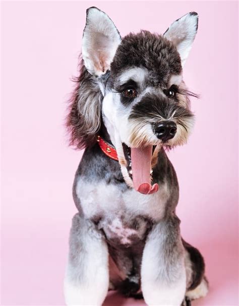 25 Cutest Schnauzer Haircuts Schnauzer Dog Hairstyle We Admire A Lot