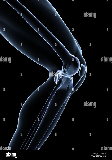 Knee Anatomy High Resolution Stock Photography And Images Alamy