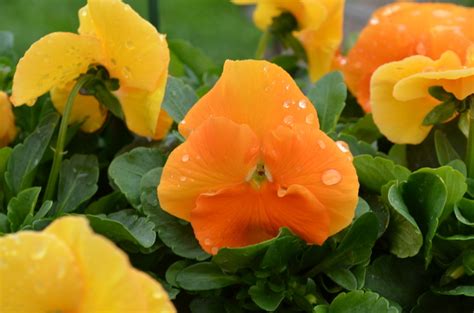 Viola X Wittrockiana Matrix® Orange Pansy Cristinas Garden Center