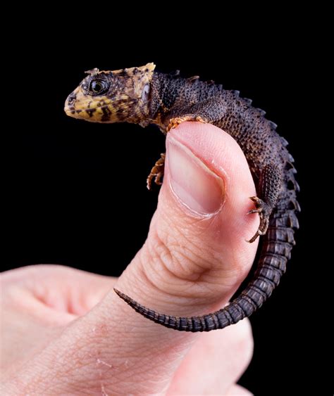 Red Eye Crocodile Skink Care Guide Outback Reptiles