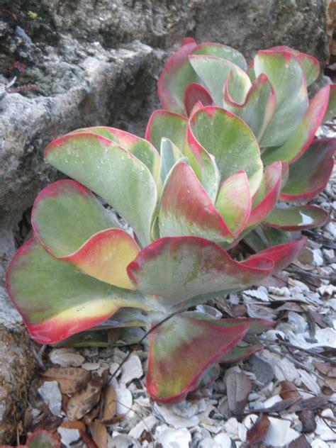 Best Succulents For Florida Miss Smarty Plants