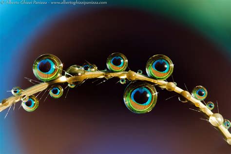 Macro Various Alberto Ghizzi Panizza Photographer