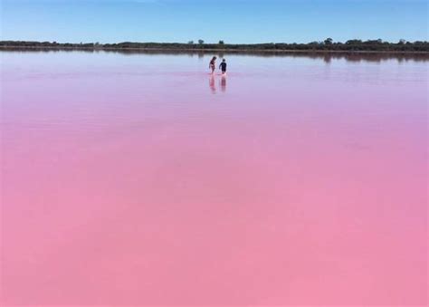 Visiting The Beautiful Pink Salt Lake Tyrrell It Really Mirrors The