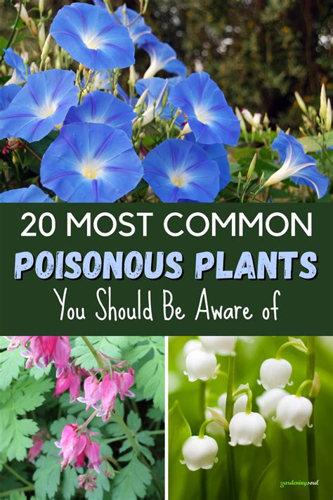 20 Most Common Poisonous Plants You Should Be Aware Of