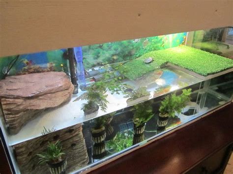 We did not find results for: View topic - New RES owner habitat | Turtle aquarium ...