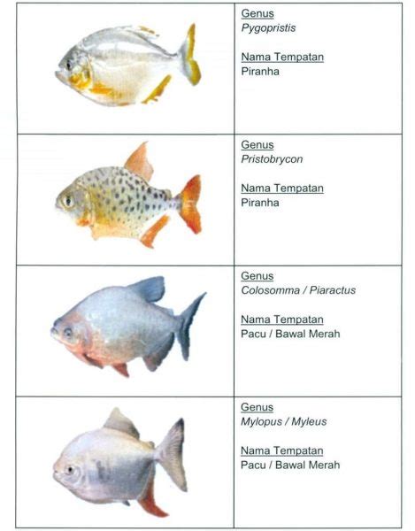 Mengenal Jenis Jenis Ikan Secara Umum Infoikan Riset