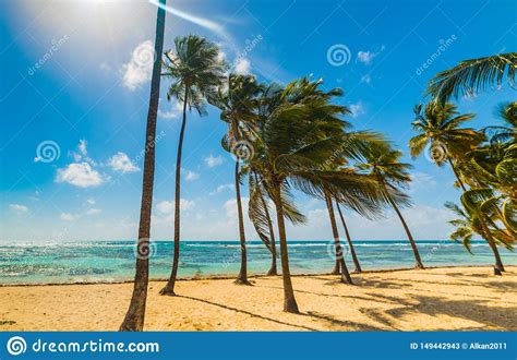 Palmen In La Caravelle Strand In Guadeloupe Stockbild Bild Von