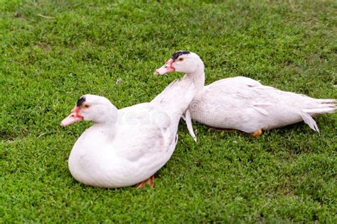 Mulard Duck On Green Grass Ducks With Cropped Beaks Stock Photo