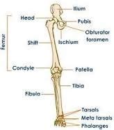 When you stand or walk, all the weight of your upper body rests on them. Hip and Femur - Skeletal System Portfolio