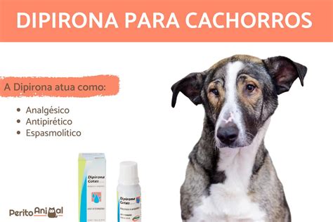 Dosagem Dipirona Para Caes