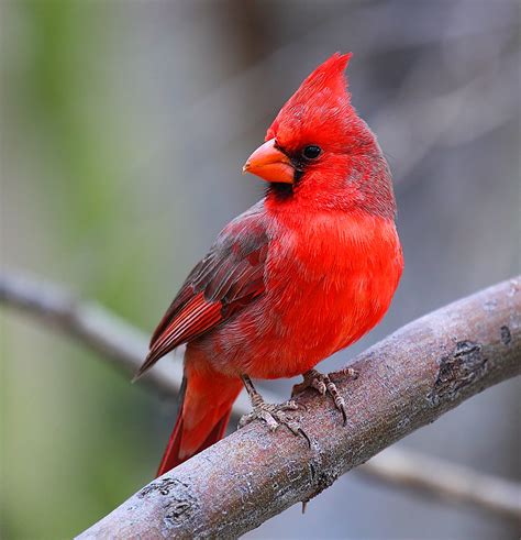 Red Cardinal Ive Always Loved Male Red Cardinals And