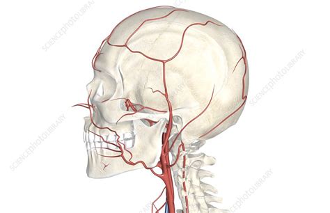 As with all regions of the body, your study should start out with a look at the living region being studied. The arteries of the neck and head - Stock Image - C008/1896 - Science Photo Library
