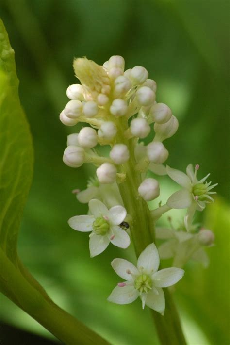 American Pokeweed Alexander Springs Common Florafauna · Biodiversity4all