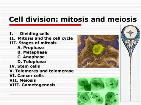 Ppt Cell Division Mitosis And Meiosis Powerpoint Presentation Free