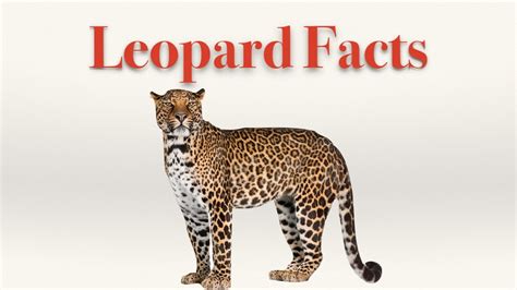 Leopard Facts Youtube