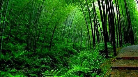 Green Plants Bushes Bamboo Trees Forest Background Hd Bamboo Wallpapers