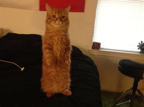 Orange Cat Standing On His Hind Legs Cat Stands Cats Cute Animals