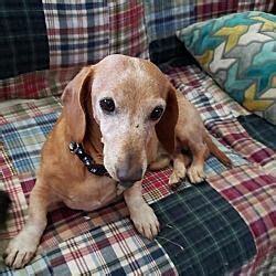 Here are their photos for your enjoyment. Available pets at Dachshund Rescue of Los Angeles in Los ...
