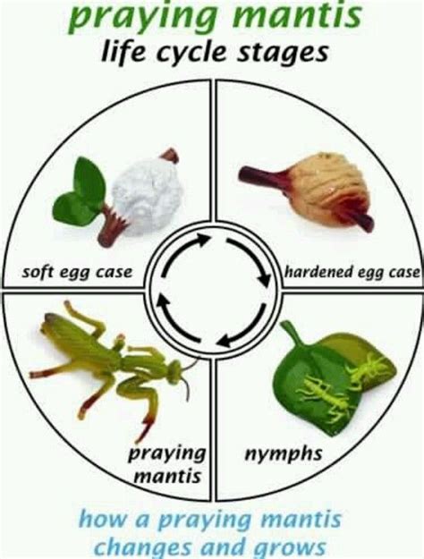 Praying Mantis Life Cycle Worksheet
