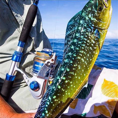 Stunning Mahi Colors Fishingtheglobe Saltwater Fishing Fish Sea Fish