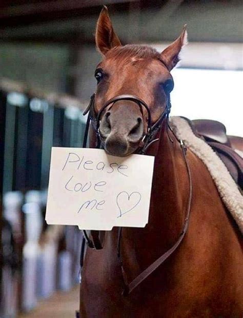 These 15 Horses Wont Be Broken Without A Fight