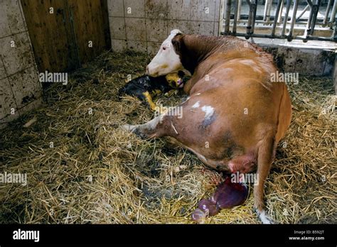 Cow And Calf Immediately After The Birth Placenta Visible Stock Photo