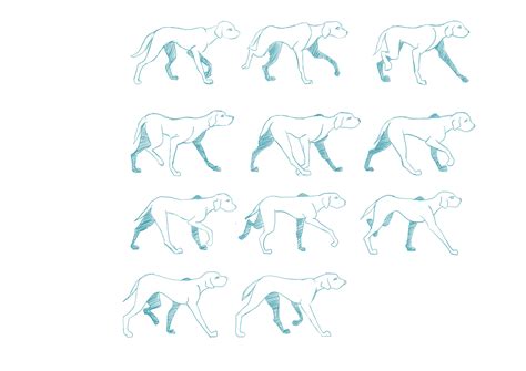 Dog Animation Walk Cycle Walking Animation Animation Walk Cycle Dog