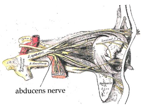 The Abducens Nerve Cn Vi Cranial Nerves Geeky Medics